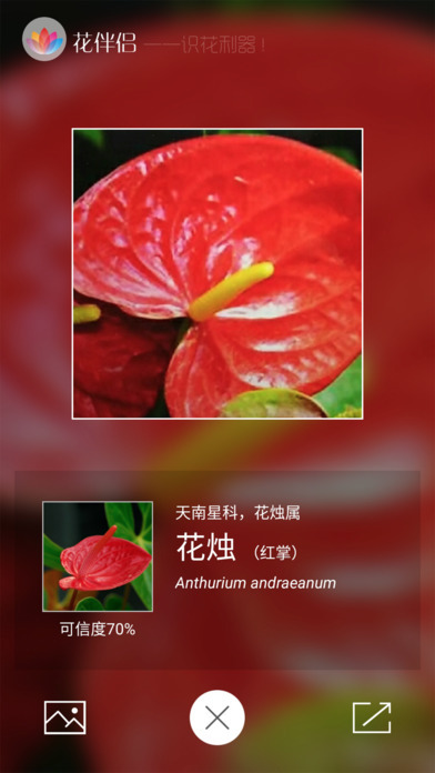 花伴侣图4