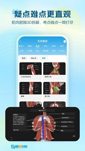 维萨里3D解剖图2