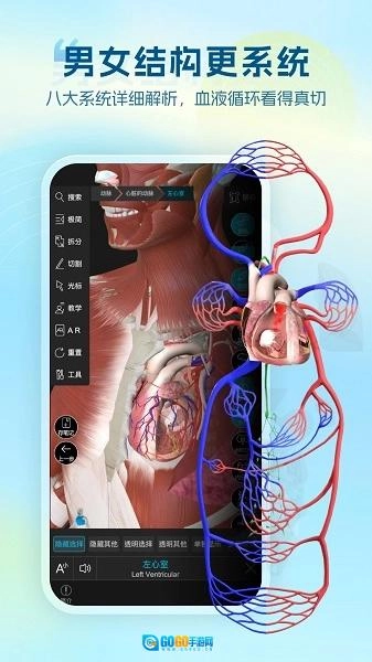 维萨里3D解剖图1