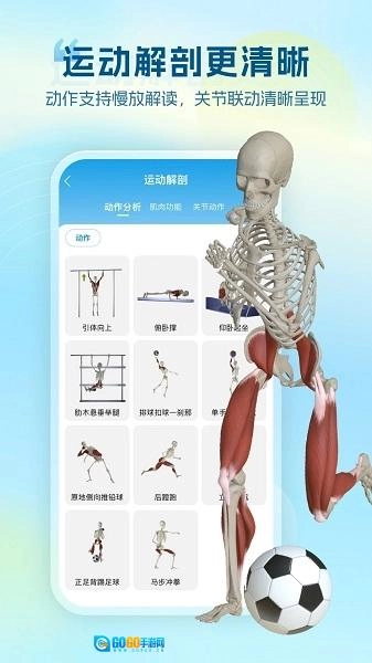 维萨里3D解剖图4