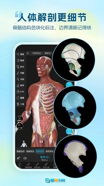 维萨里3D解剖图3