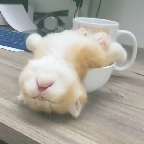 奶瓶视频最新版