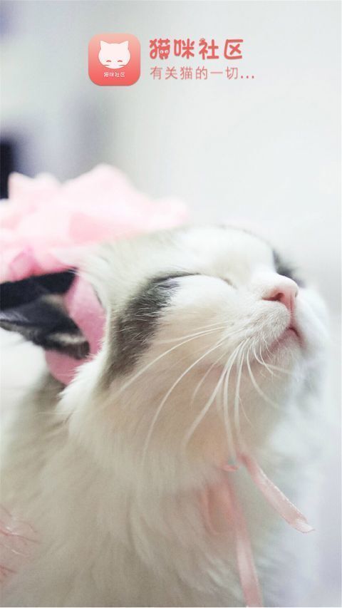猫咪社区老版本图3