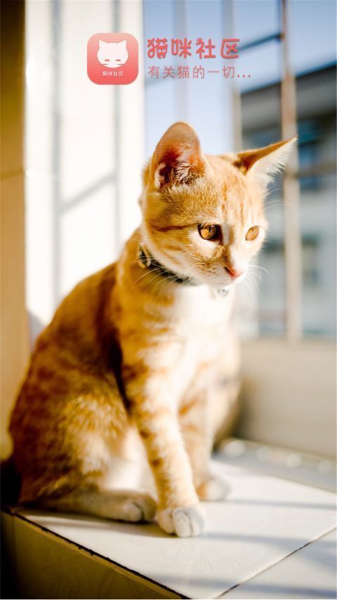 猫咪社区老版本图2