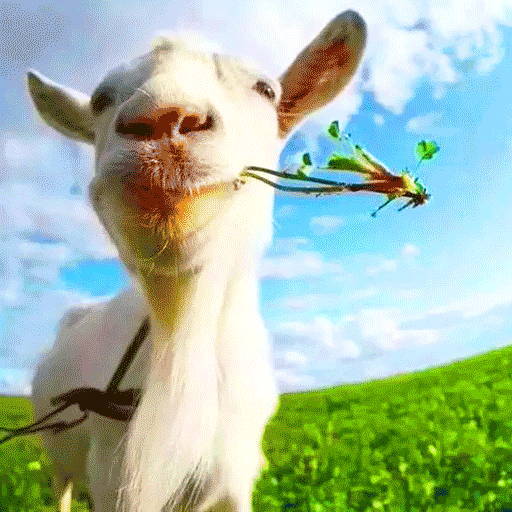 野生动物大作战