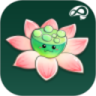 禅定花园