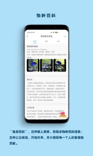 看鱼图2