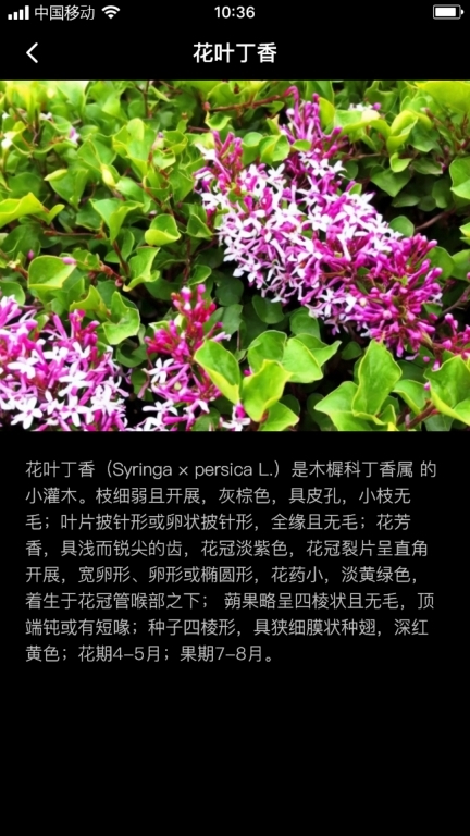 丁香花瓣图3