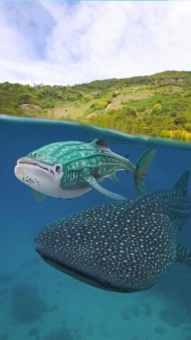 极限海岛求生(4)