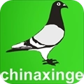 中国信鸽信息网