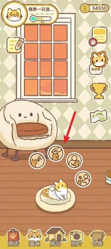 领养一只流浪猫游戏