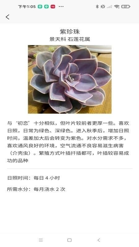 嘟嘟多肉植物鉴图2