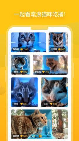 哈啰街猫图3