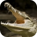 终极鳄鱼模拟器