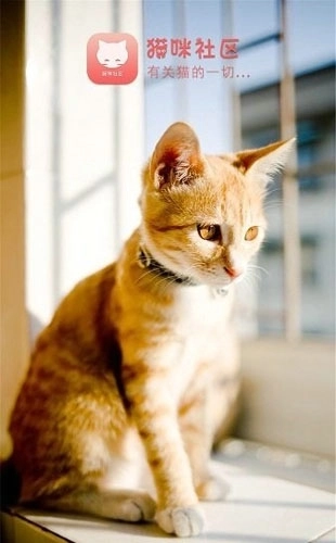 猫咪社区免费