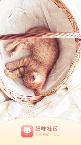 猫咪社区免费