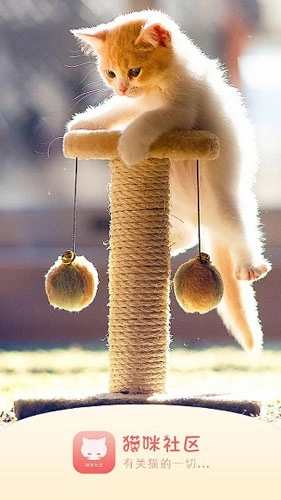 猫咪社区免费