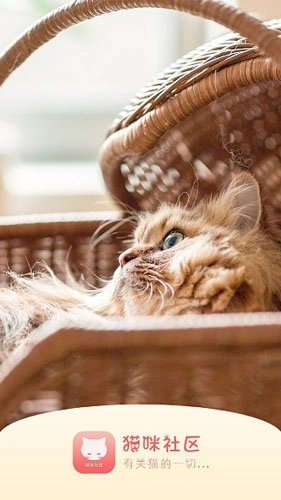猫咪社区免费