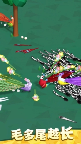 孔雀拔毛大赛图2