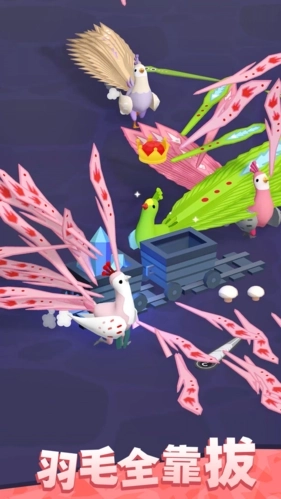 孔雀拔毛大赛图3