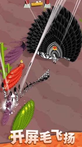 孔雀拔毛大赛图4