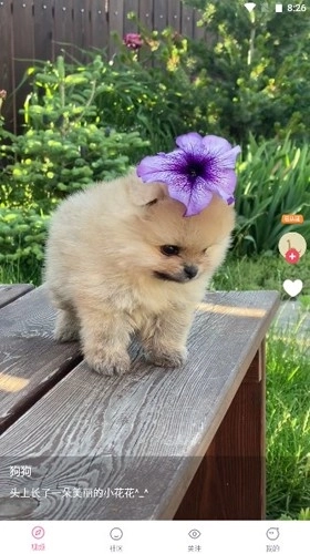 联逗视频红包版