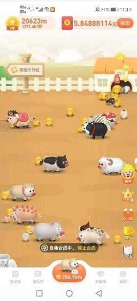 一起来养猪赚钱