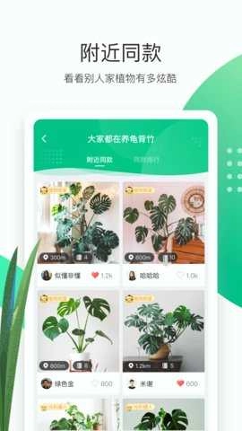 苗叔图3