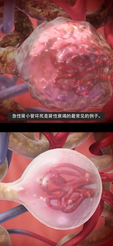 生理和病理学手机版
