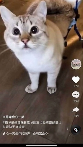 全民刷刷免费版