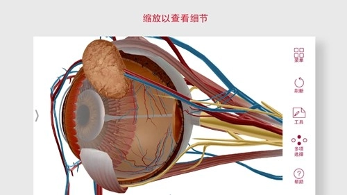 解剖和生理学安卓版