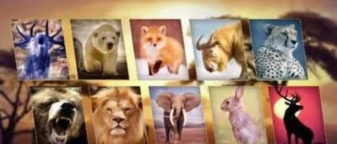 动物猎人模拟器图2