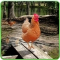 甜鸡模拟器(Hen Family Simulator)