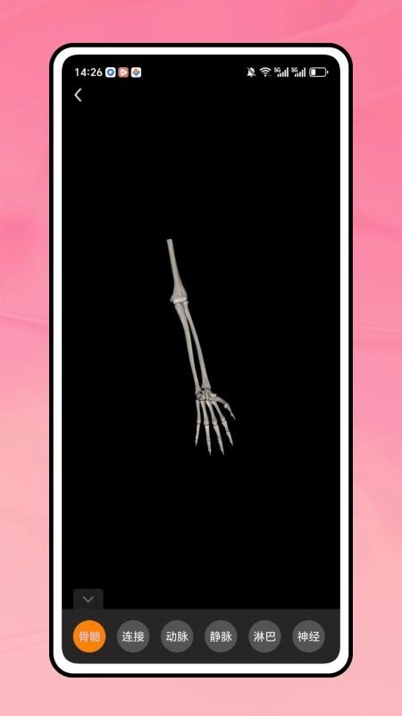 三维人体解剖学图谱图3