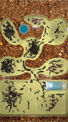 Ant Colony手机版图3