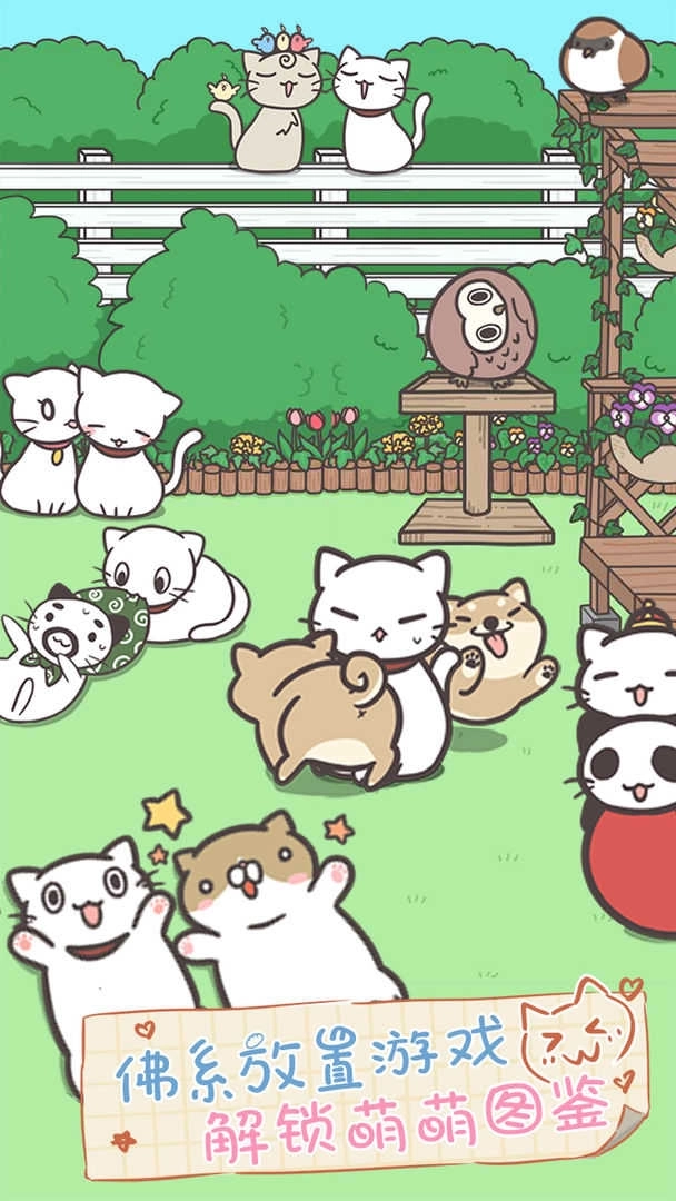 猫咪饲养日常图2