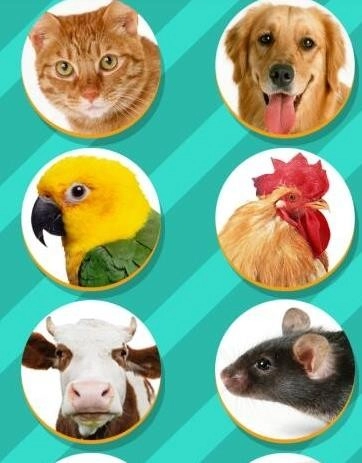 pettranslator动物语言翻译器图2