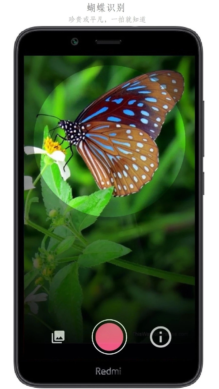 万物识别手机版图2