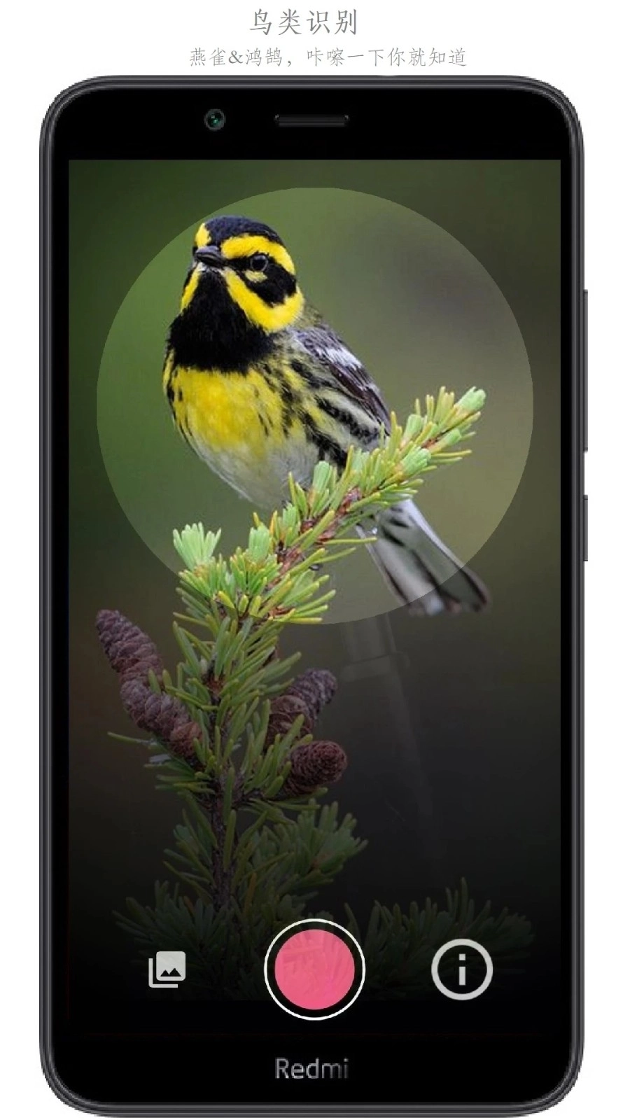 万物识别手机版图4