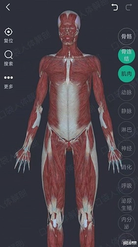 万康人体解剖图1