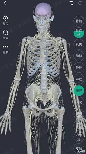 万康人体解剖图3