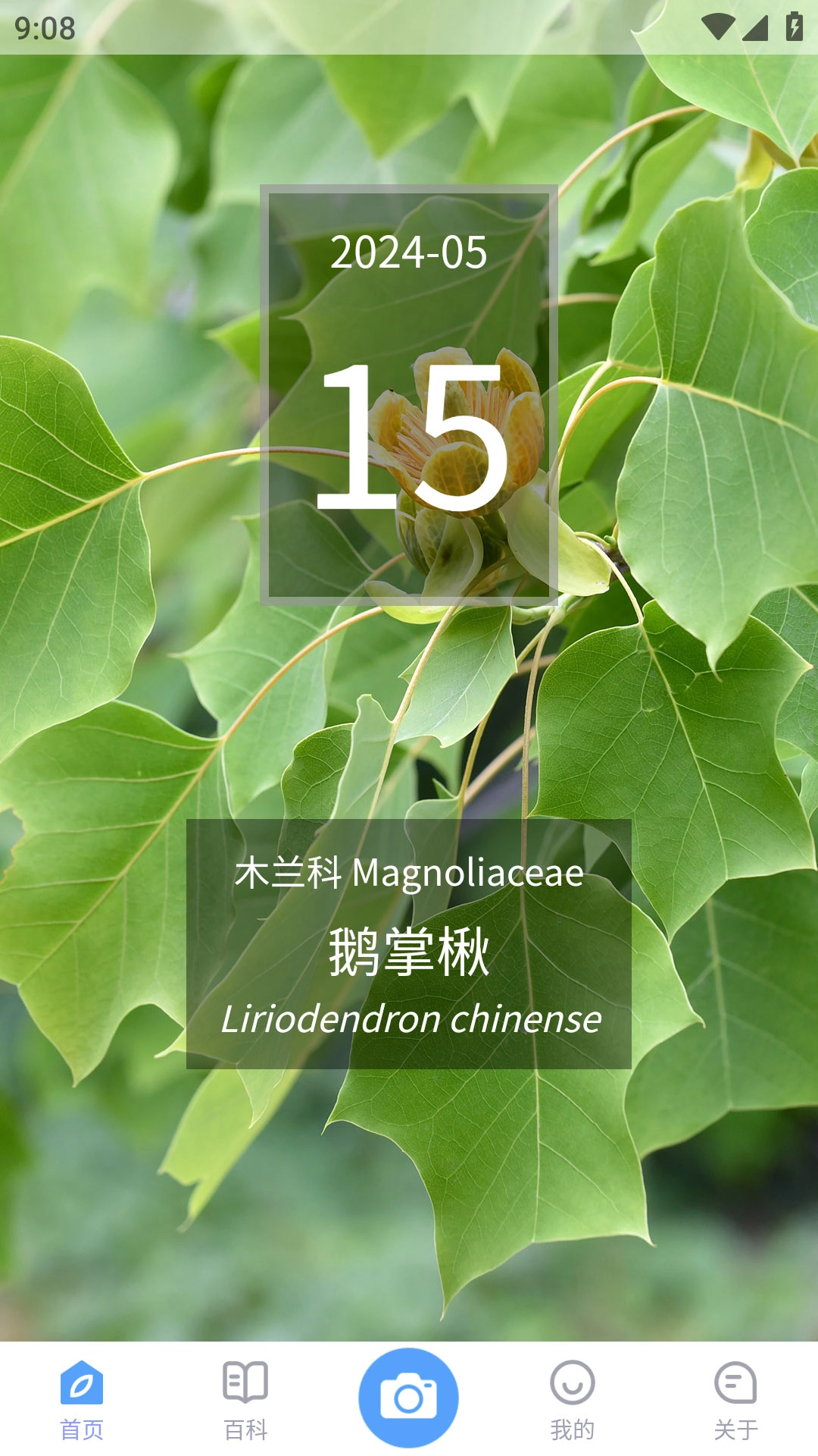 植物智图4