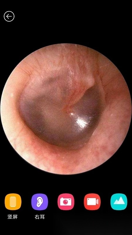 蜂鸟采耳棒(bebird)图1