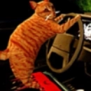 猫司机游戏手机版