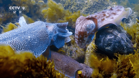 熊猫兔TV安卓版图4