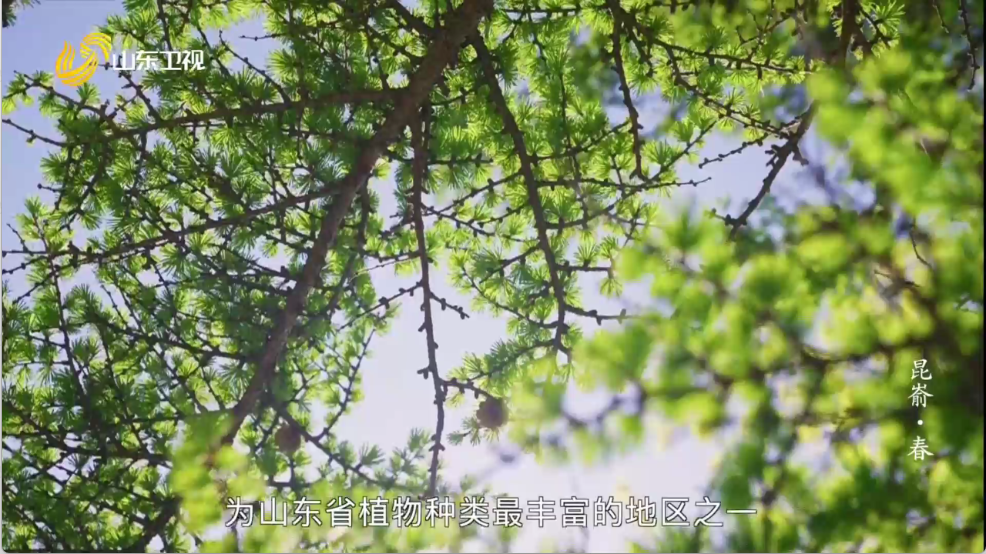 爱上电视手机版截图4