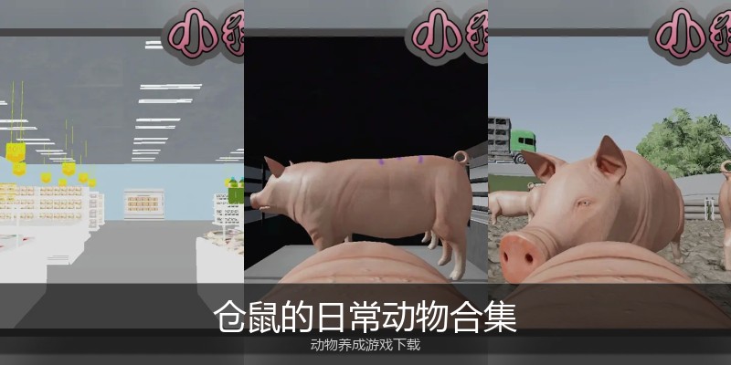 仓鼠的日常动物合集