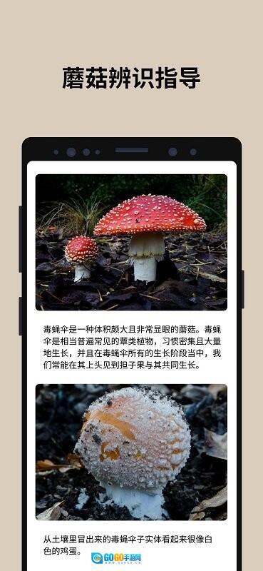 蘑菇识别图3