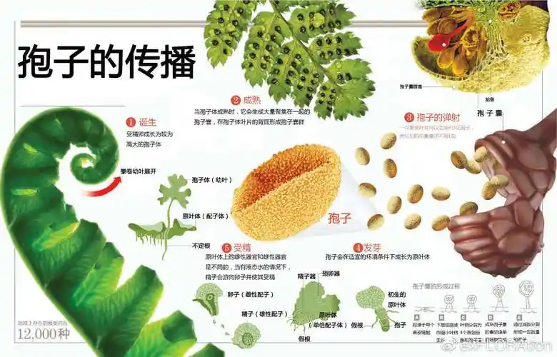 孢子的起源版本大全-孢子的起源最新版本/中文版/官方正版下载