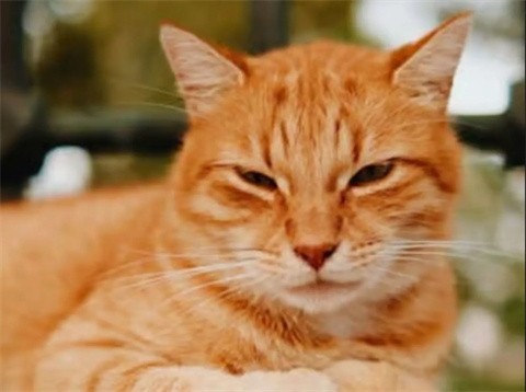 给猫梳毛最新版图2